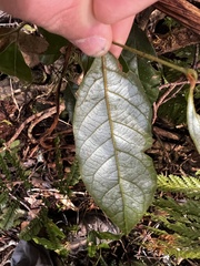 Cryptocarya crassifolia