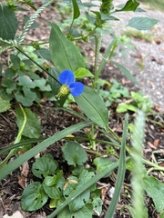 Commelina