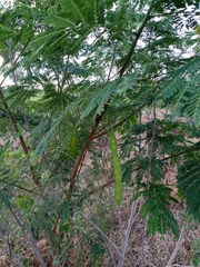 Leucaena