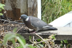 Columba palumbus