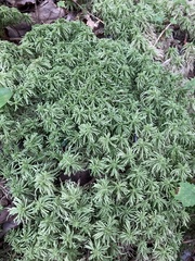 Sphagnum girgensohnii