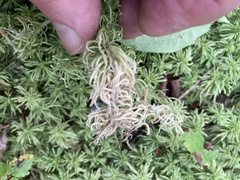 Sphagnum girgensohnii