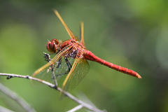 Sympetrum madidum