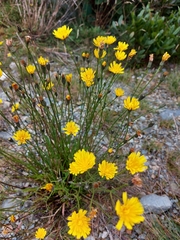 Crepis tectorum