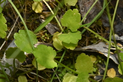 Halerpestes cymbalaria