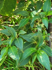 Strobilanthes
