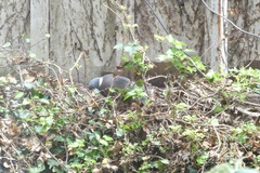 Columba palumbus