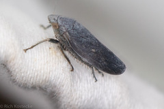 Negosiana dualis