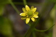 Halerpestes cymbalaria