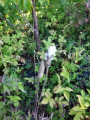 Anemone cylindrica