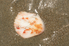 Cardiidae