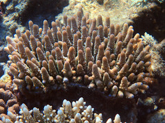 Acropora
