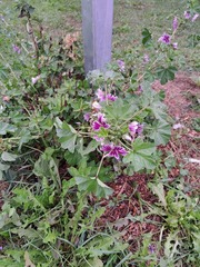 Malva sylvestris