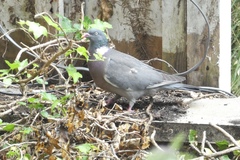Columba palumbus