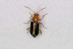 Cyclotrypema furcata