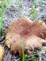 Phylloporus