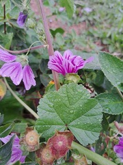 Malva sylvestris