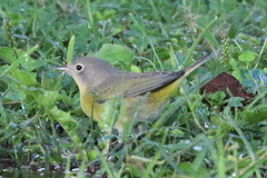 Leiothlypis ruficapilla
