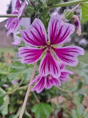 Malva sylvestris