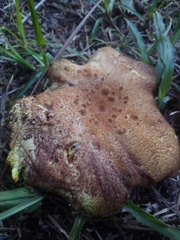 Phylloporus