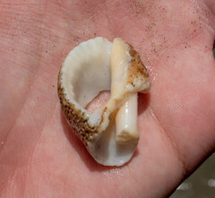 Tonnoidea
