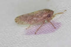 Curtara insularis