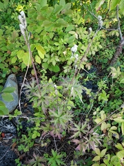 Anemone cylindrica