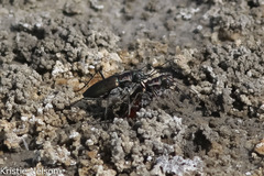 Cicindela haemorrhagica