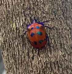 Tectocoris diophthalmus
