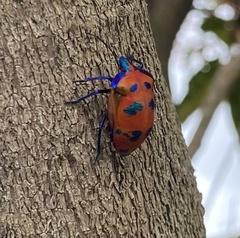 Tectocoris diophthalmus