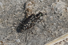 Cicindela haemorrhagica