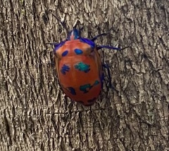 Tectocoris diophthalmus
