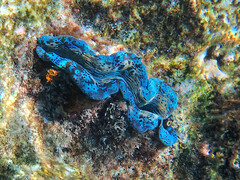 Tridacna