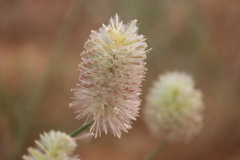 Ptilotus xerophilus