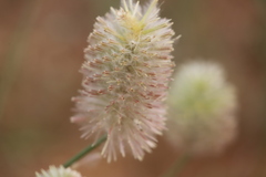 Ptilotus xerophilus