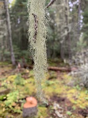 Usnea cavernosa