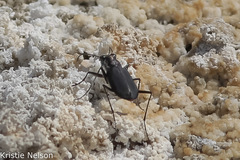 Cicindela haemorrhagica