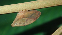 Lycoderides marginalis