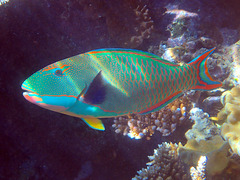 Cetoscarus ocellatus