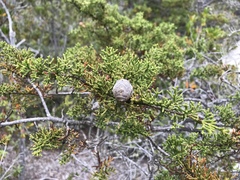 Cupressus pygmaea
