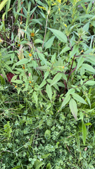 Bidens frondosa