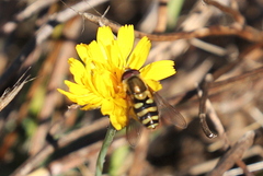 Syrphus opinator