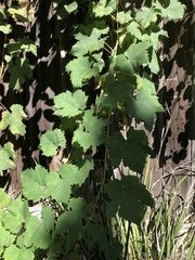 Vitis californica