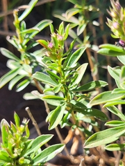 Satureja subspicata