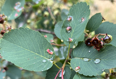 Blaesodiplosis