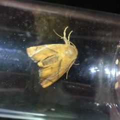 Apoda limacodes