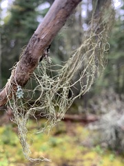 Usnea cavernosa