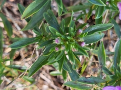Satureja subspicata
