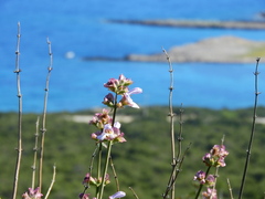 Salvia pomifera calycina