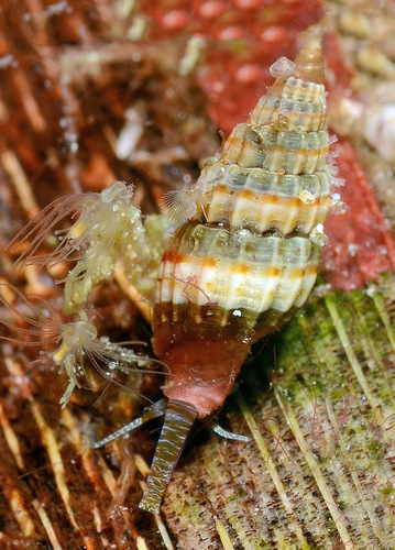Vexillum diutenerum observed 2018-05-07